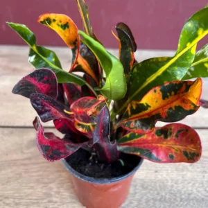 Croton Mamey Live Plant – 4 inch Pot – Colorful Indoor Outdoor Houseplant - Image 1
