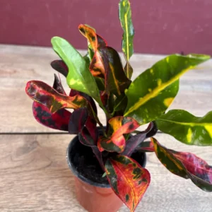 Croton Mamey Live Plant – 4 inch Pot – Colorful Indoor Outdoor Houseplant - Image 4