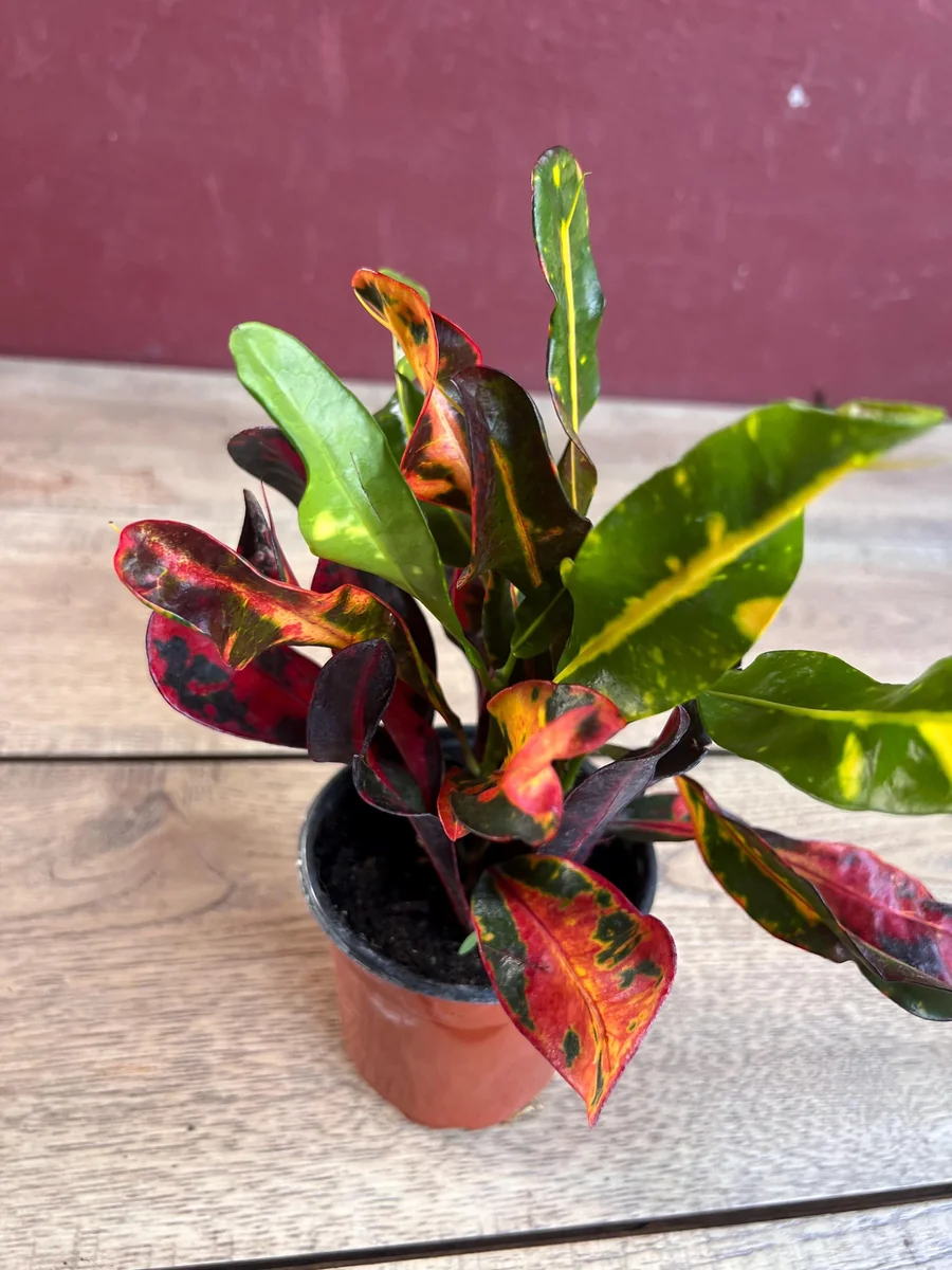 Croton Mamey Live Plant – 4 inch Pot – Colorful Indoor Outdoor Houseplant - Image 4