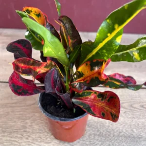 Croton Mamey Live Plant – 4 inch Pot – Colorful Indoor Outdoor Houseplant - Image 6