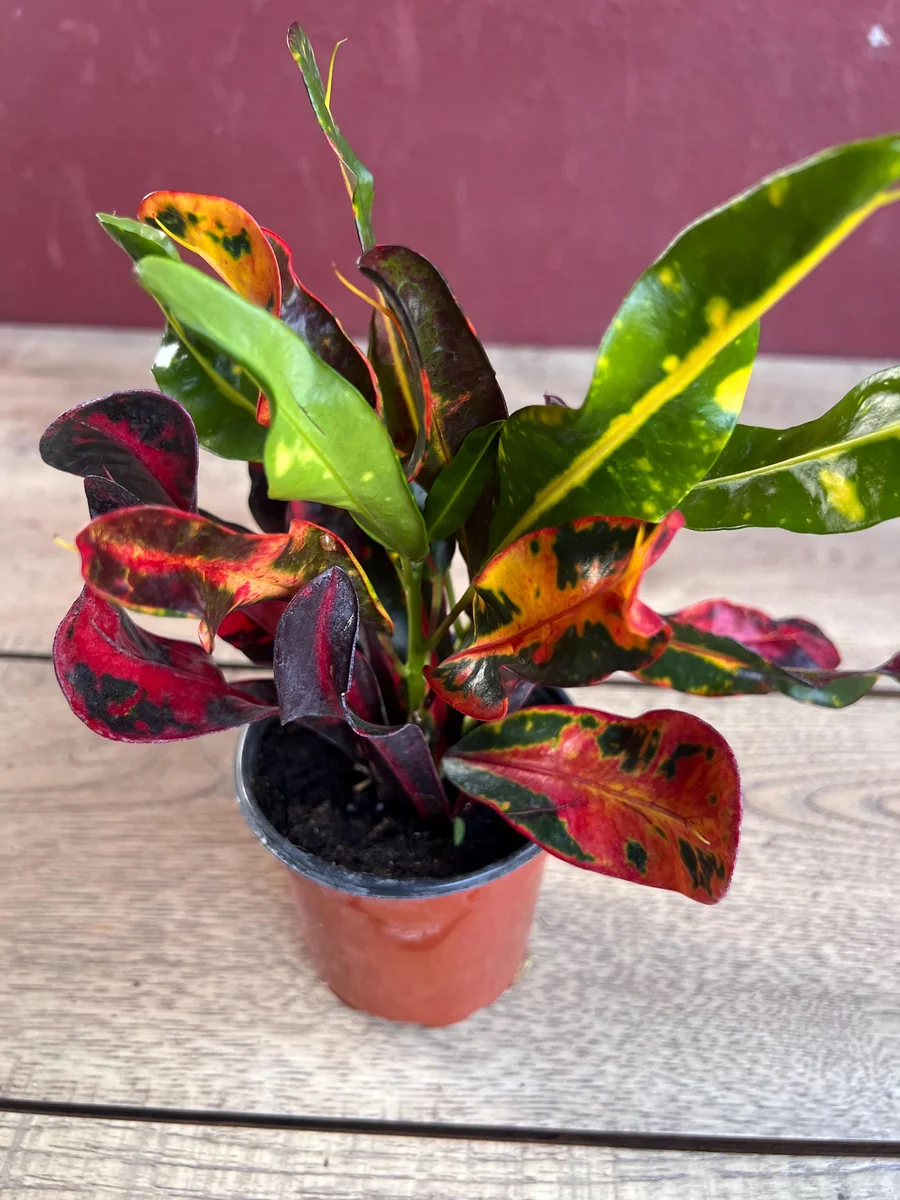 Croton Mamey Live Plant – 4 inch Pot – Colorful Indoor Outdoor Houseplant - Image 6