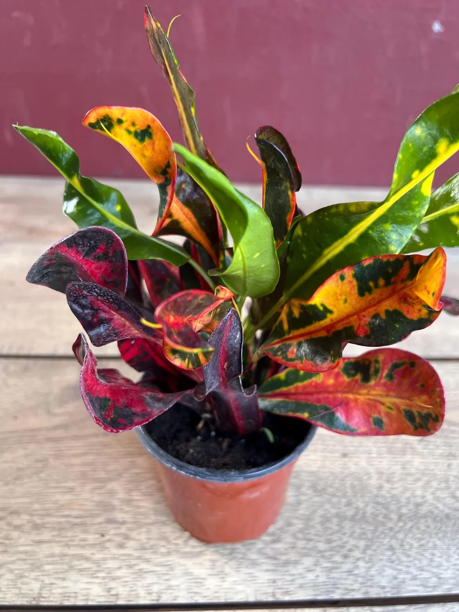 Croton Mamey Live Plant – 4 inch Pot – Colorful Indoor Outdoor Houseplant - Image 1