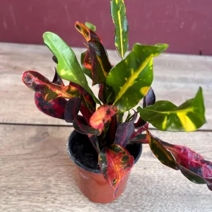 Croton Mamey Live Plant - 4 inch Pot Houseplant - Indoor/Outdoor Foliage - Image 7