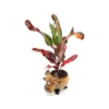 Croton Mammy Live Plant – 4 inch Pot – Codiaeum Variegatum – Indoor Foliage with Ceramic Moose Planter - Image 1