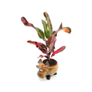 Croton Mammy Live Plant – 4 inch Pot – Codiaeum Variegatum – Indoor Foliage with Ceramic Moose Planter - Image 1