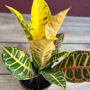 Croton Petra Live Plant - 4 inch Pot - Colorful Indoor Houseplant - Image 4