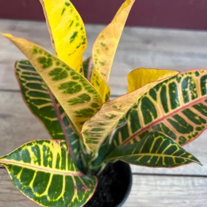 Croton Petra Live Plant - 4 inch Pot - Colorful Indoor Houseplant - Image 5