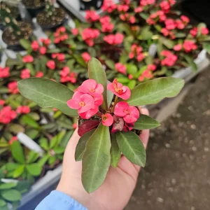 Crown of Thorns Live Plant – Euphorbia milii – 2 inch Pot – Indoor/Outdoor - Image 3