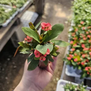 Crown of Thorns Live Plant – Euphorbia milii – 2 inch Pot – Indoor/Outdoor - Image 1