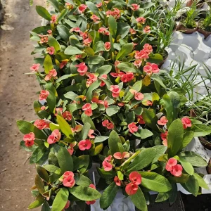 Crown of Thorns Live Plant – Euphorbia milii – 2 inch Pot – Indoor/Outdoor - Image 4