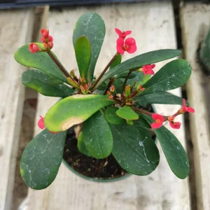 Crown of Thorns Live Plant - Euphorbia milii Succulent - Easy Care Indoor/Outdoor - Image 2