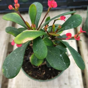 Crown of Thorns Live Plant - Euphorbia milii Succulent - Easy Care Indoor/Outdoor - Image 1