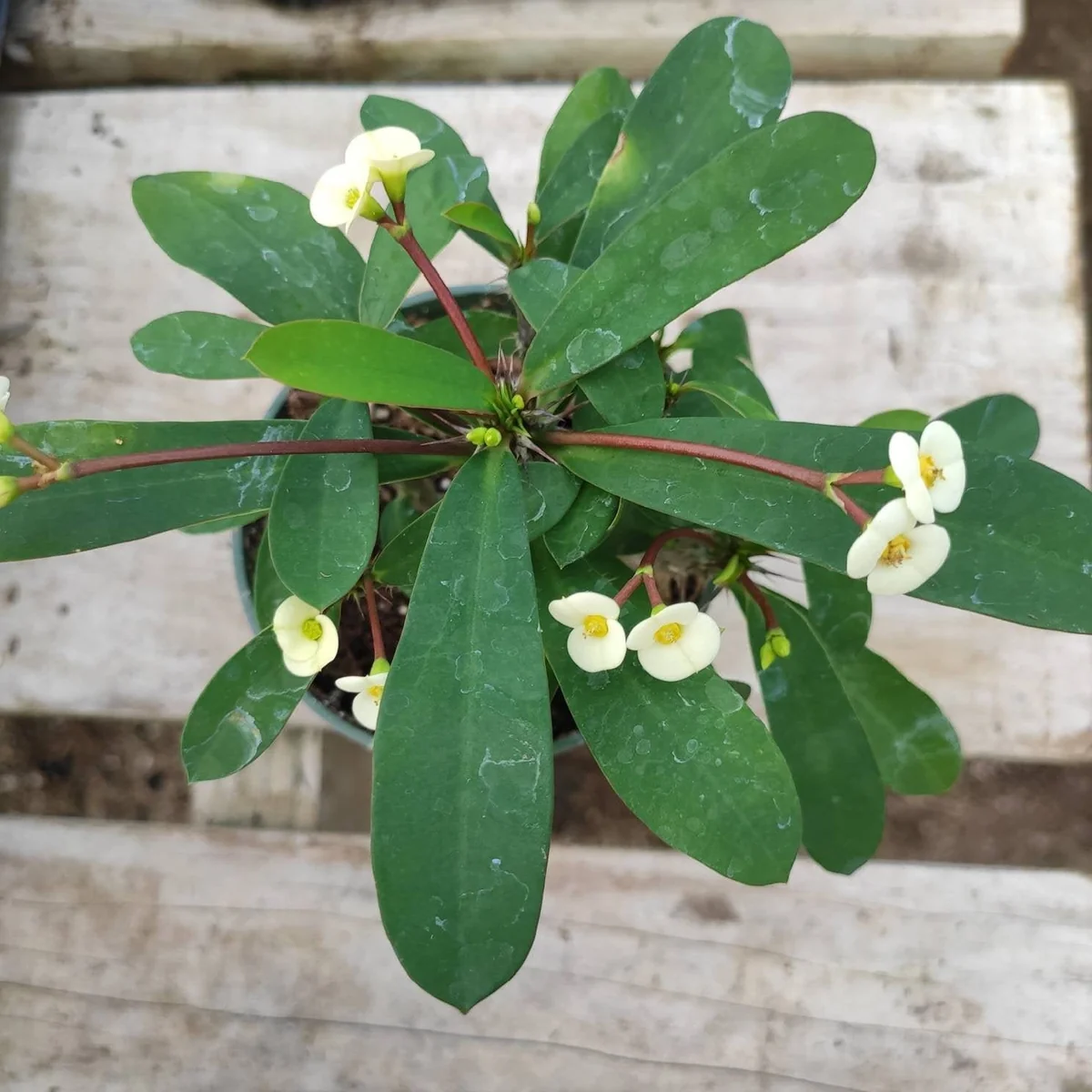 Crown of Thorns Live Plant - Euphorbia milii Succulent - Easy Care Indoor/Outdoor - Image 4