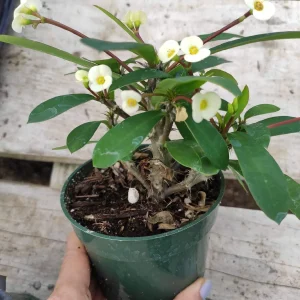 Crown of Thorns Live Plant - Euphorbia milii Succulent - Easy Care Indoor/Outdoor - Image 5