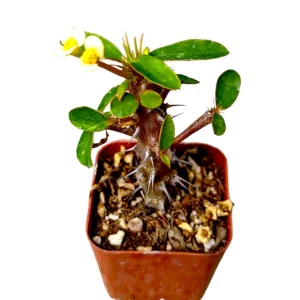 Crown of Thorns Live Plant - Euphorbia milii Succulent - Easy Care Indoor/Outdoor - Image 7