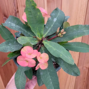 Crown of Thorns Live Plant - Euphorbia milii Succulent - Easy Care Indoor/Outdoor - Image 8