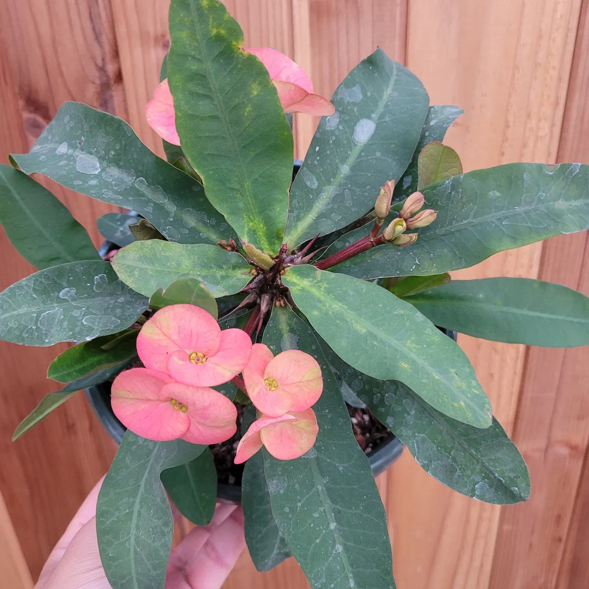 Crown of Thorns Live Plant - Euphorbia milii Succulent - Easy Care Indoor/Outdoor - Image 8
