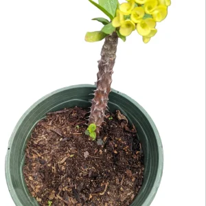 Crown of Thorns Live Plant - Euphorbia milii Succulent - Easy Care Indoor/Outdoor - Image 9