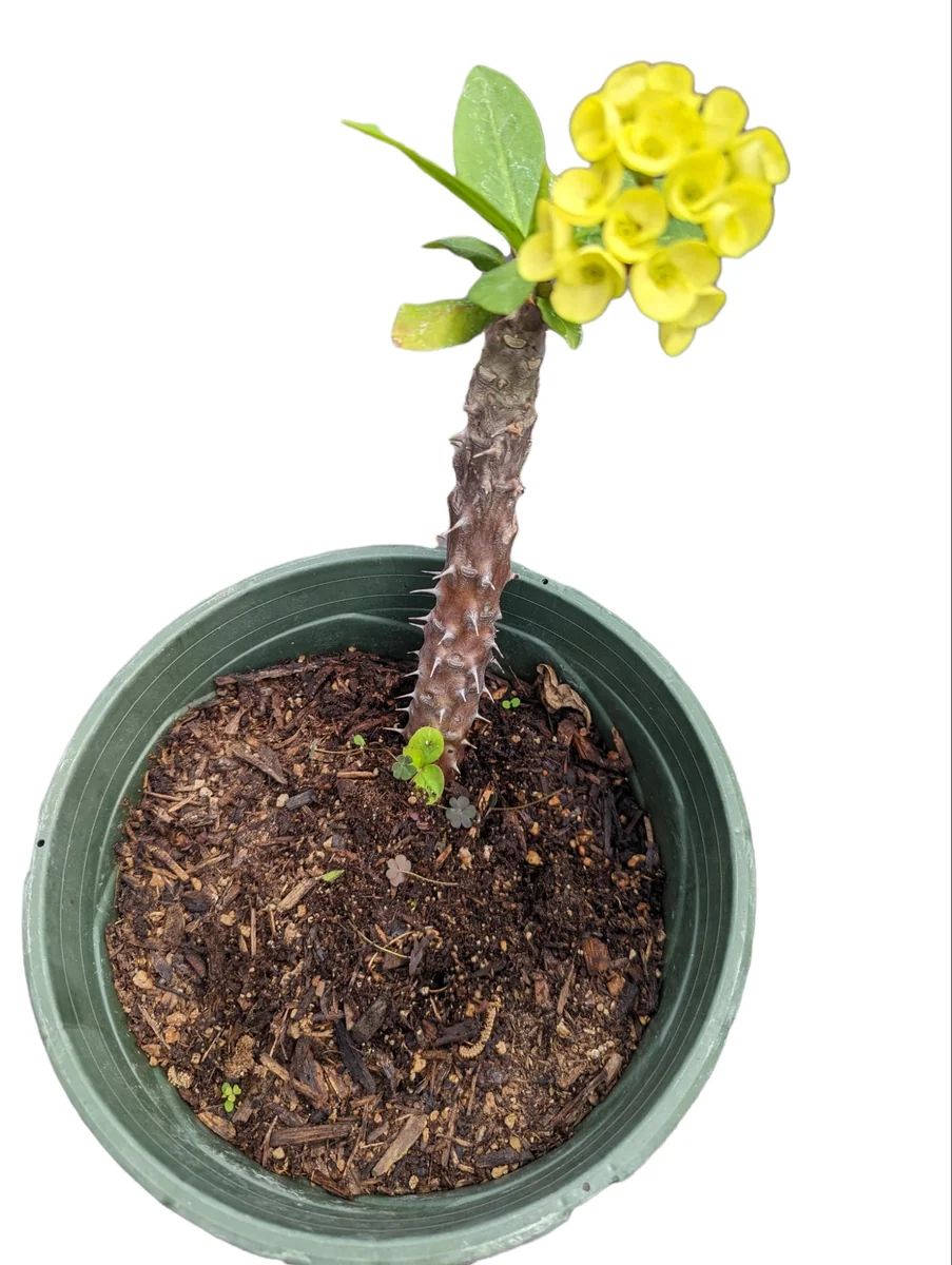 Crown of Thorns Live Plant - Euphorbia milii Succulent - Easy Care Indoor/Outdoor - Image 9