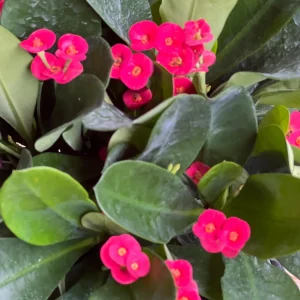 Crown of Thorns Live Plant – Red Euphorbia milii – 6 inch Pot – Indoor/Outdoor - Image 2