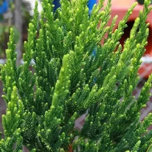 Cryptomeria Japonica 'Black Dragon' Live Plant - 6-12