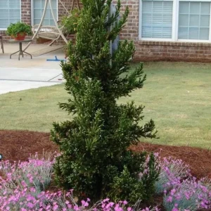 Cryptomeria Japonica 'Black Dragon' Live Plant - 6-12
