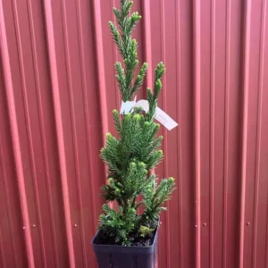 Cryptomeria Japonica 'Black Dragon' Live Plant - 6-12