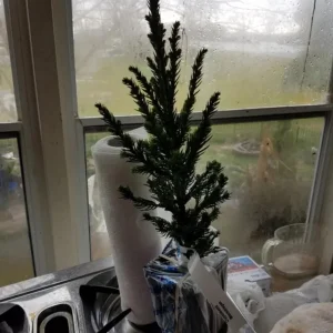 Cryptomeria Japonica 'Black Dragon' Live Plant - 6-12