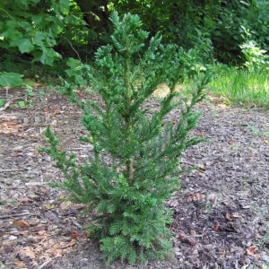 Cryptomeria Japonica 'Black Dragon' Live Plant - 6-12