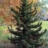 Cryptomeria Japonica 'Black Dragon' Live Plant - 6-12" Tall, Quart Pot, Outdoor Evergreen - Image 1