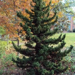Cryptomeria Japonica 'Black Dragon' Live Plant - 6-12