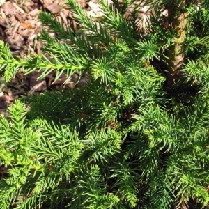 Cryptomeria Japonica 'Black Dragon' Live Plant - 6-12