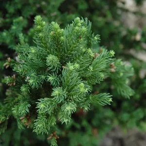 Cryptomeria Japonica 'Black Dragon' Live Plant - 6-12