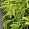 Cryptomeria Japonica Live Plant - Japanese Cedar - Quart Pot - Outdoor Tree - Image 1