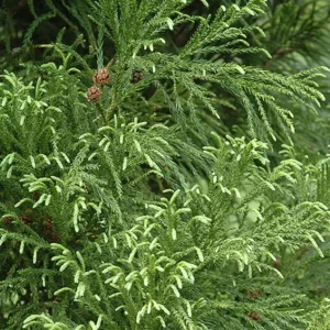Cryptomeria Yoshino Japanese Cedar Live Plant - 6-10 inch Tall - Quart Pot - Outdoor Evergreen Tree - Image 2