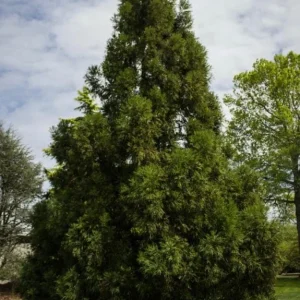 Cryptomeria Yoshino Japanese Cedar Live Plant - 6-10 inch Tall - Quart Pot - Outdoor Evergreen Tree - Image 4