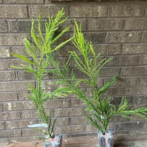 Cryptomeria Yoshino Japanese Cedar Live Plant - 6-10 inch Tall - Quart Pot - Outdoor Evergreen Tree - Image 5