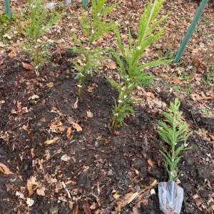 Cryptomeria Yoshino Japanese Cedar Live Plant - 6-10 inch Tall - Quart Pot - Outdoor Evergreen Tree - Image 6