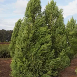 Cryptomeria Yoshino Japanese Cedar Live Plant - 6-10 inch Tall - Quart Pot - Outdoor Evergreen Tree - Image 1