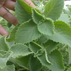 Cuban Oregano Live Cuttings – Mexican Mint Edible Perennial Herb – Organic Unrooted - Image 1