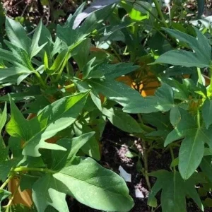 Cuban Sweet Potato Slips - 15 Cuttings for Planting - Edible Root Vegetable - Image 5