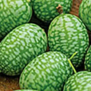 Cucamelon Mouse Melon Seeds - Organic Mini Melons, 25 Seeds, Easy Grow - Image 6