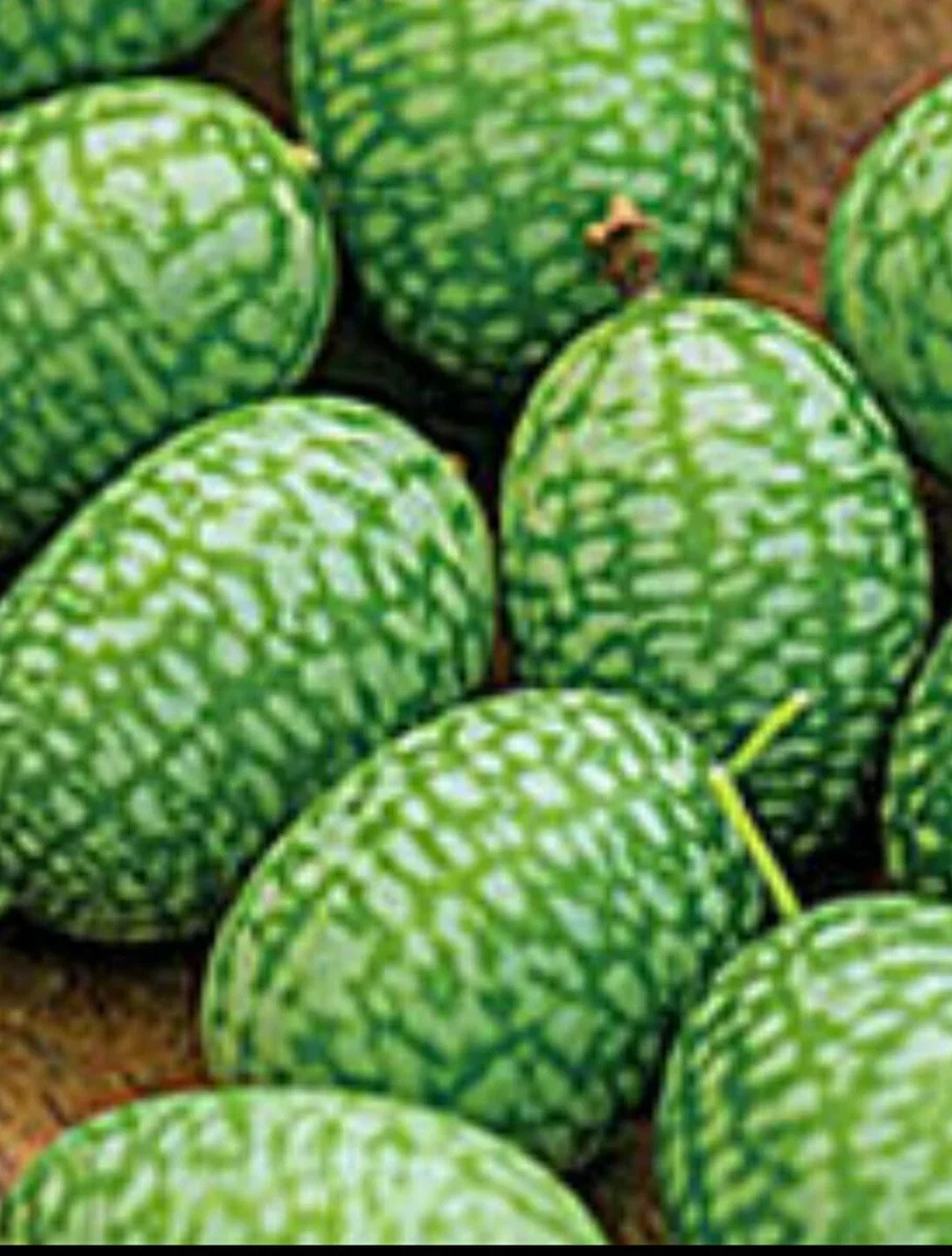 Cucamelon Mouse Melon Seeds - Organic Mini Melons, 25 Seeds, Easy Grow - Image 6
