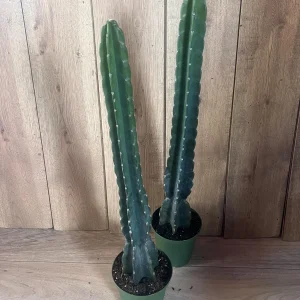 Cuddly Cactus Live Plant - Cereus Jamacaru - Spineless Columnar Cactus - Half Gallon Pot - Indoor/Outdoor - Image 1
