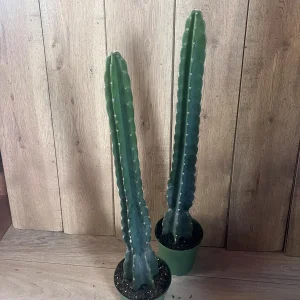 Cuddly Cactus Live Plant - Cereus Jamacaru - Spineless Columnar Cactus - Half Gallon Pot - Indoor/Outdoor - Image 9