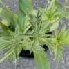 Culantro Herb Live Plant 5" Tall in 4" Pot - Culinary & Medicinal - Image 1