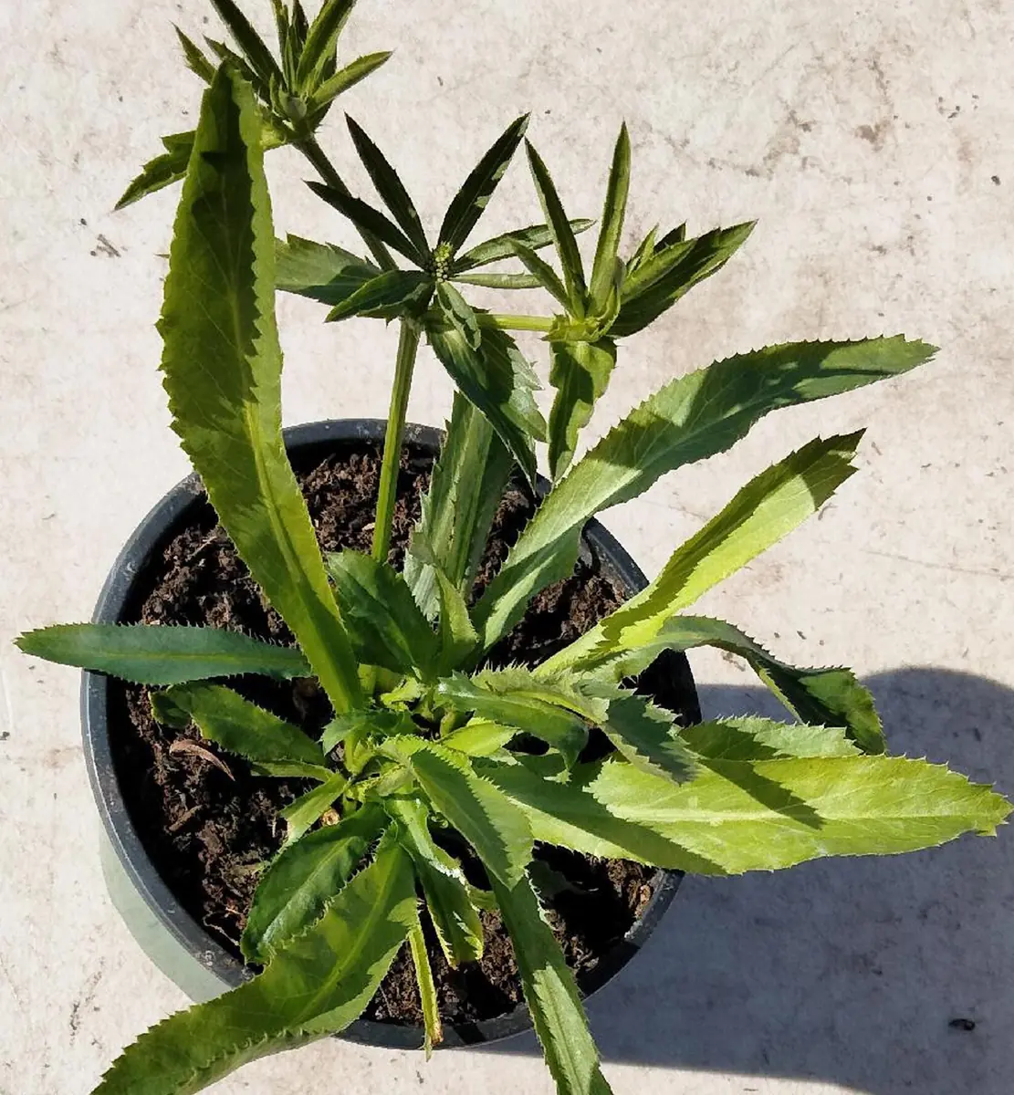 Culantro Herb Live Plant 5" Tall in 4" Pot - Culinary & Medicinal - Image 2