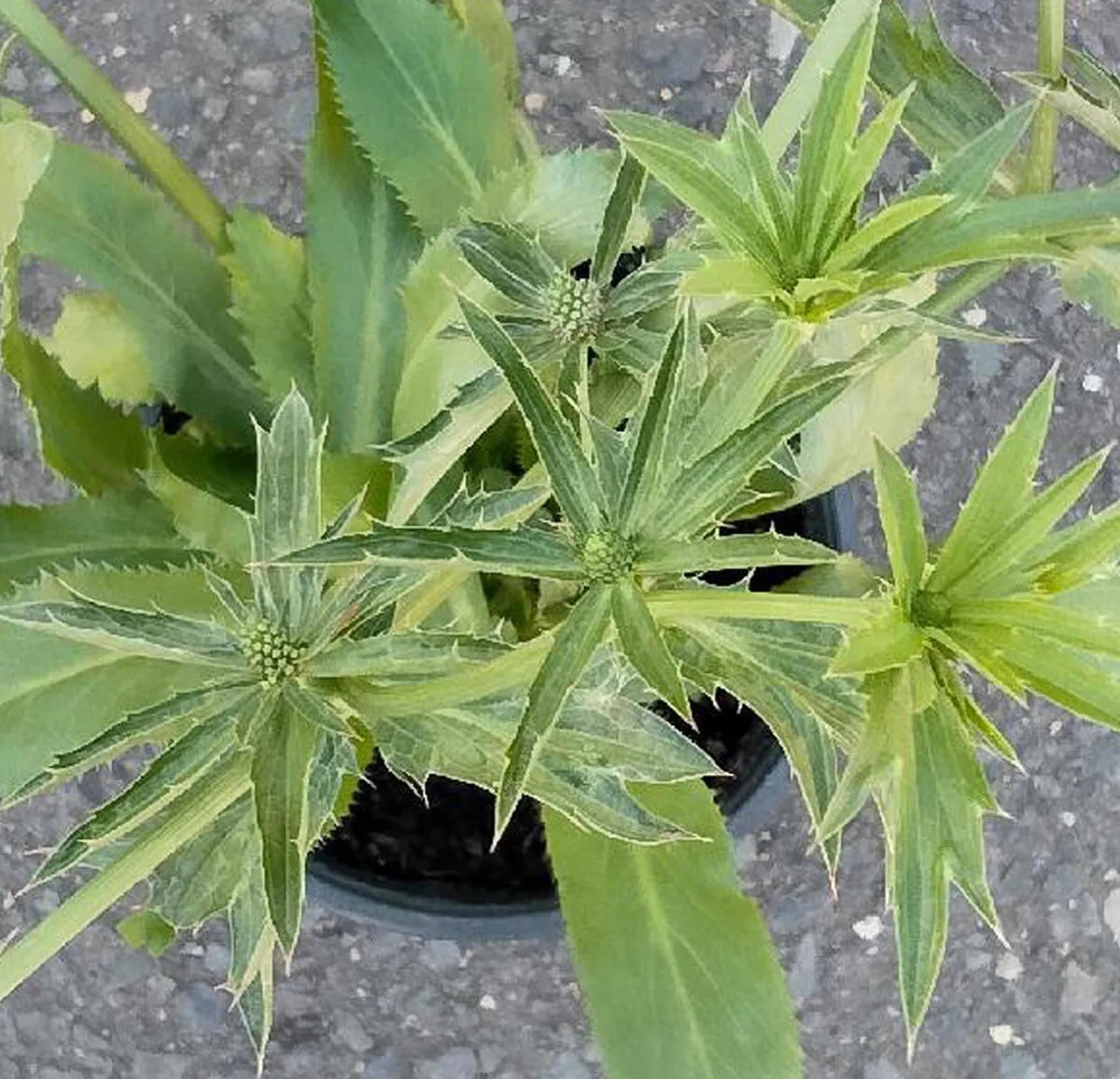 Culantro Herb Live Plant 5" Tall in 4" Pot - Culinary & Medicinal - Image 1