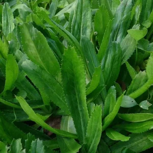 Culantro Recao Seeds (Alcapate, Cilantro Ancho) - 200+ Herb Seeds for Outdoor Growing - Image 2