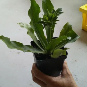 Culantro Seeds (Eryngium Foetidum) - 200+ Organic Ngo Gai Herb Seeds - Image 3